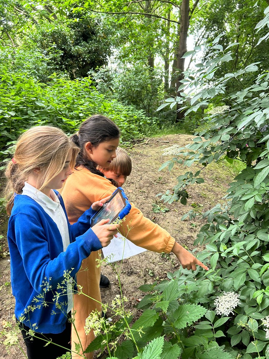 Year 5 have been taking part in #fieldwork fortnight and identifying different trees, plants and insects in their local forest.