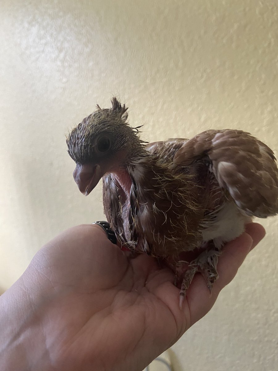 Little babies, 19 days old!