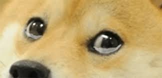 ShibaEveryHour's tweet photo. frends! @ShibaEveryHour needs YOUR help to keep hourly shibes coming! yes you!  

Help me build a new archive of shibas by submitting your best shibes at https://t.co/lYOFQh1q3u 

🙏 cant do this without y'all 🙏 https://t.co/HbLVzWXIsJ