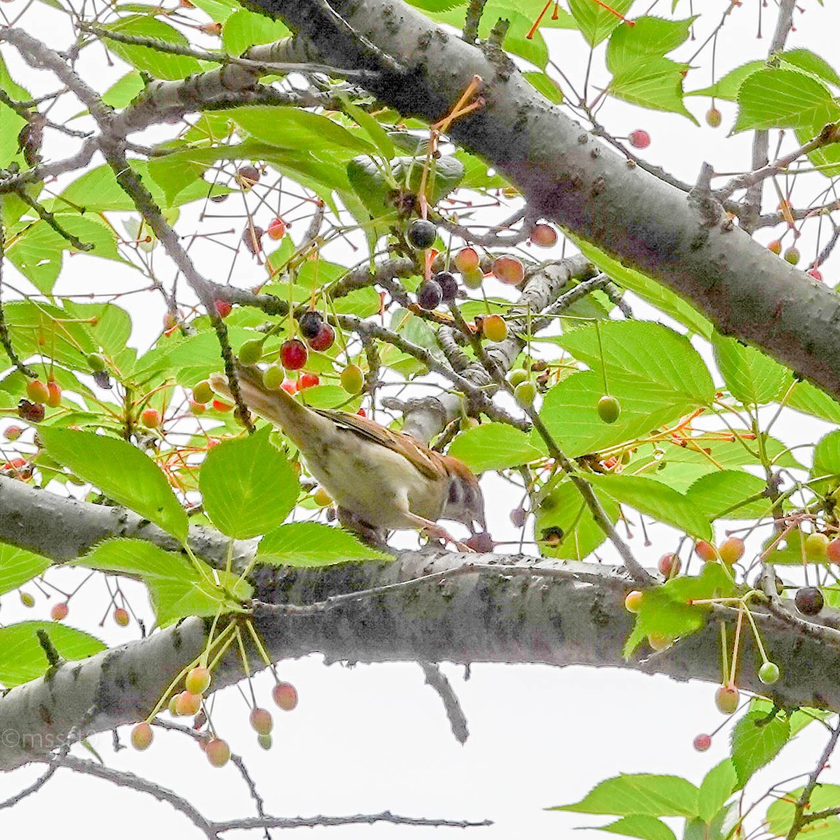 mssrt0's tweet photo. #SparrowsAbide #鳥雀聚枝深 https://t.co/ZRu575ieBS