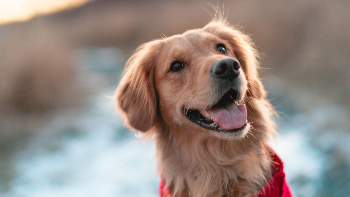 RealDoggear's tweet photo. Pause the scroll! Every dog owner needs: 1. Nutritious meals. 2. Active play. 3. Vet check-ups. 🐾 https://t.co/wKGs1MGkaJ