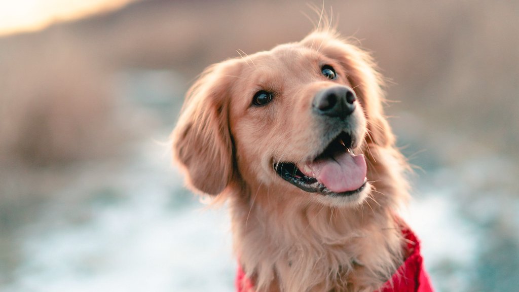 RealDoggear's tweet photo. Pause the scroll! Every dog owner needs: 1. Nutritious meals. 2. Active play. 3. Vet check-ups. 🐾#doglovers https://t.co/sJpS0m0Xik