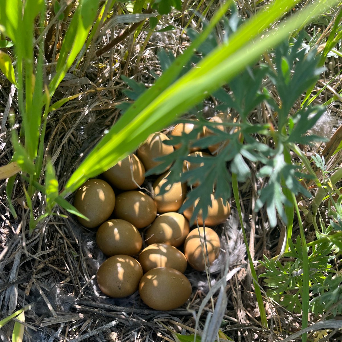 Stockgrowersfdn's tweet photo. Our field crew had this neat find while completing rangeland assessments yesterday! #saskgrasslands #biodiversity #grasslandconservation #fieldfinds https://t.co/4GvfwhN5MK