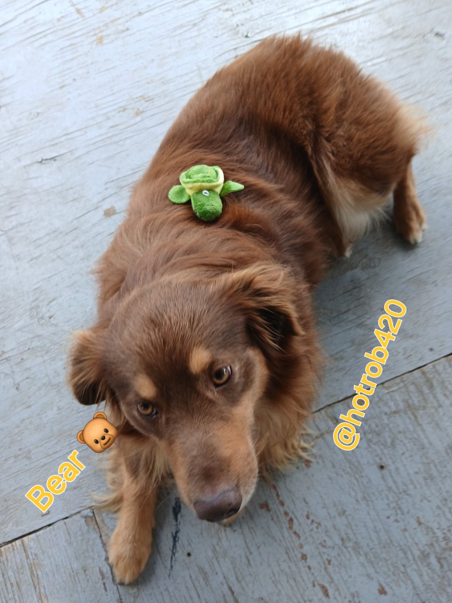 HotRob420's tweet photo. Question - Why did the #HighTidesTurtle ride on Bears 🐻 back?
Answer - To bring them @HighTidePapers to the #bongmaster!! https://t.co/37uWrsIGRO or hit https://t.co/XxSUY4U52Z to get yours today https://t.co/PyOrPtnl6i