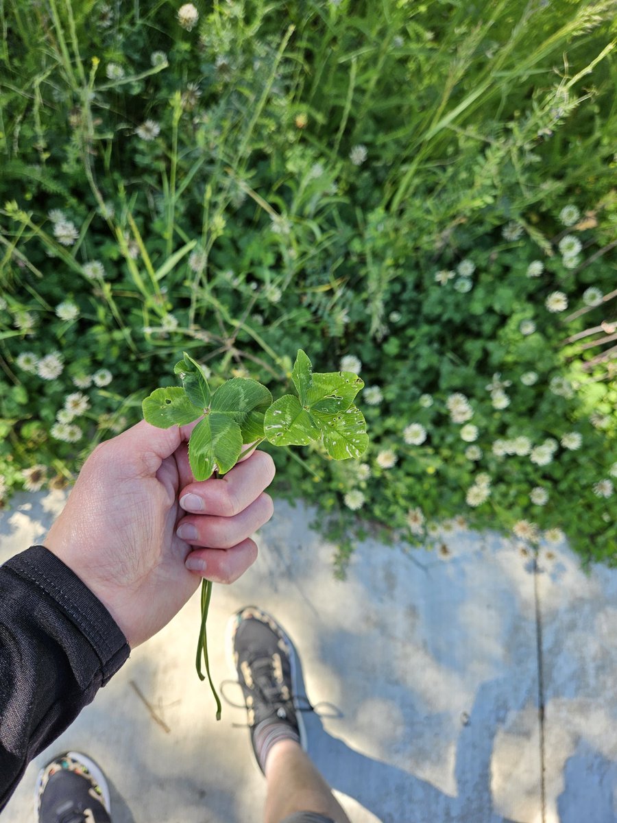 TheTinyHooker's tweet image. Does anyone else just *see* 4 leaf clovers when walking past a clover patch?  Kept one in my wallet for years that I just looked at and immediately saw walking in Seattle in 2008.  #visualspatial