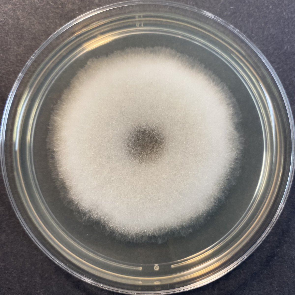 Ali Abdolrasouli tweet media