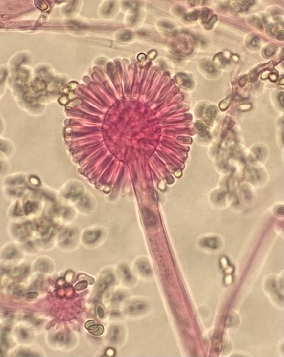 Ali Abdolrasouli tweet media