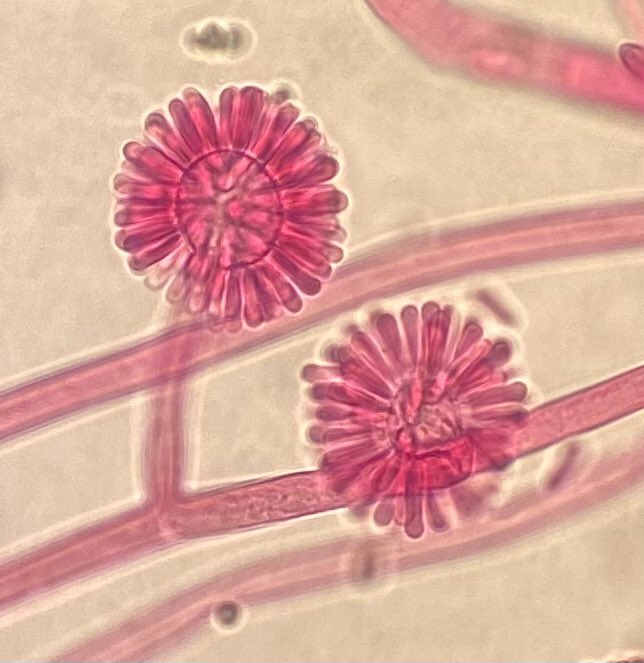 Ali Abdolrasouli tweet media