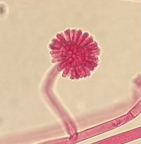 Ali Abdolrasouli tweet media