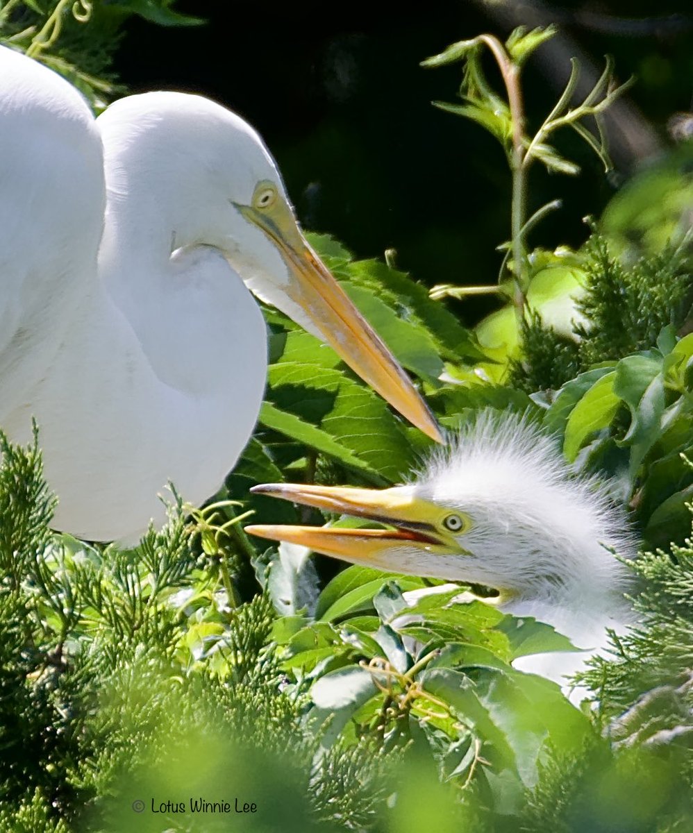 lotuswinnielee's tweet photo. Mother &amp; baby bonding ❤️💚Great Egrets in New Jersey. Those babies are so adorable! 🥰❣️ #greategrets #egrets #nestingtime #birdwatching #wildlife https://t.co/l73Z5i7Ey6