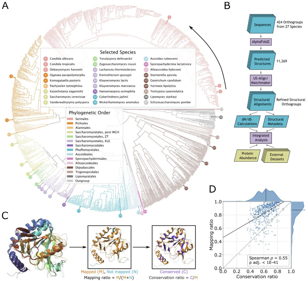 jlsteenwyk's tweet image. NEW preprint: Integrating #genomics &amp;amp; #metabolomics from yeast w/ #AlphaFold protein structures reveals how biochemical constraints have influenced enzyme structural #evolution over 400 million years 💻🧬

#bio #science #evo