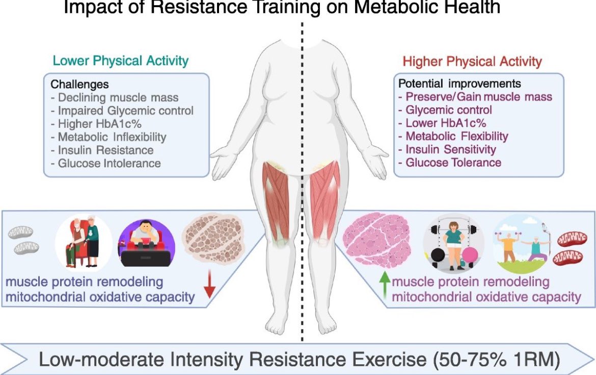 gorka_orive's tweet photo. El entrenamiento de resistencia muscular es clave para la salud. Mejora la masa muscular, el control glucémico, la sensibilidad a la insulina, la tolerancia a la glucosa y la capacidad oxidativa mitocondrial entre otras acciones beneficiosas. https://t.co/NmN3C8J3Mb
