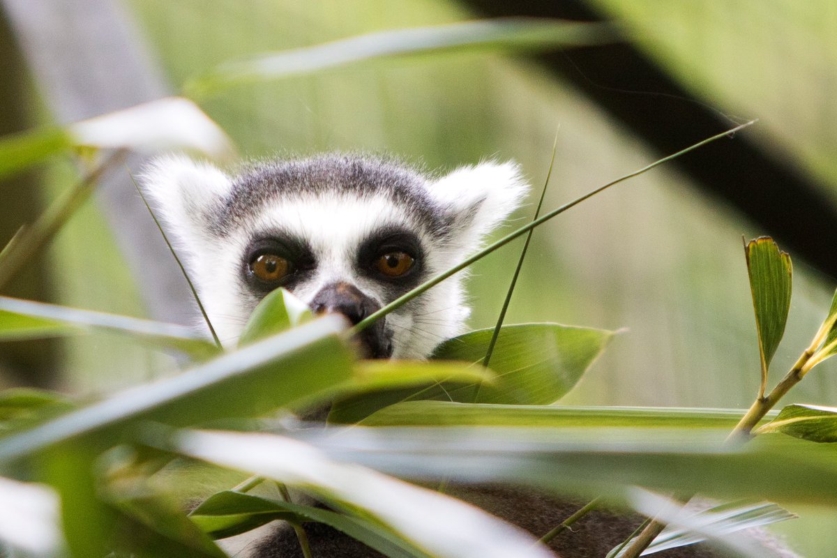 Another day, another walk for Crohn’s and Colitis Uk #mywalkit 
My walk at Dudley zoo today 🦁🦧🦒