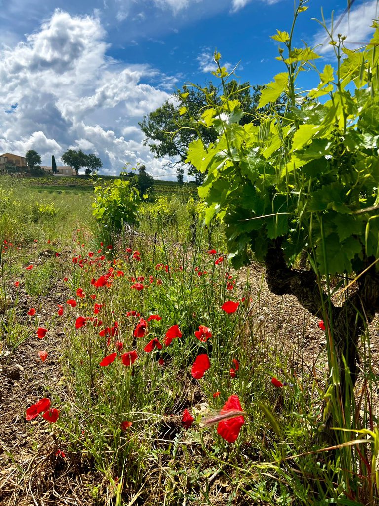 Charles Hastings Wine Club tweet media