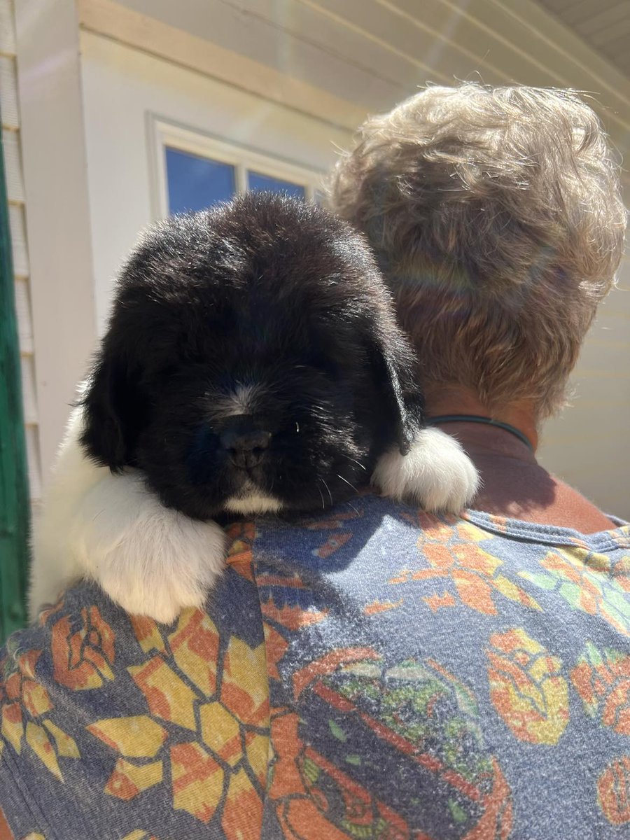 OzarkLegendNewf's tweet photo. Ozark Legends Newfoundlands' Isabelle x Gandalf landseer puppies are 4 weeks old. Three F not reserved. Health tested parents. Superb bloodlines.
https://t.co/pRUcofX6qL
.
#ozarklegendsnewfoundlands #landseer #newfiepuppy #newfoundlanddogs https://t.co/sBW8HJ3nCS