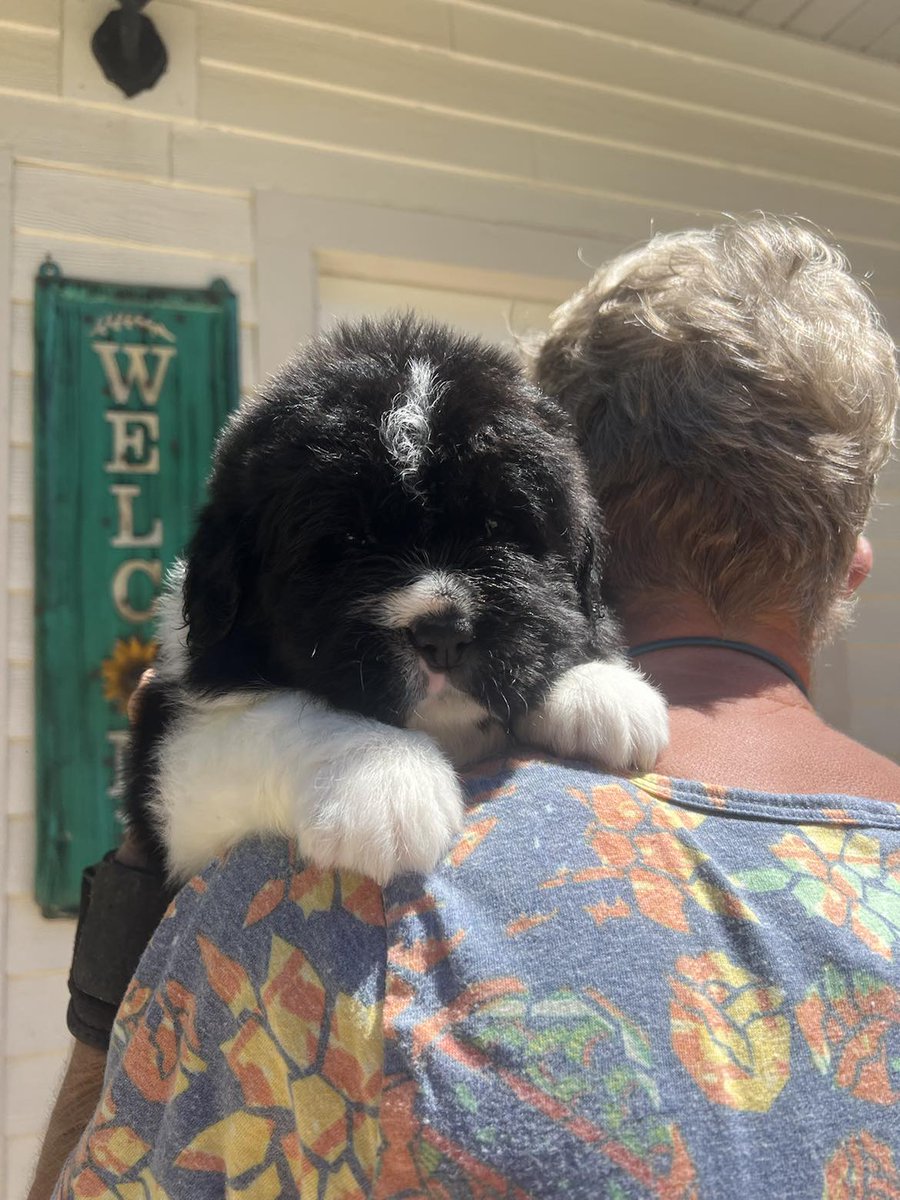 OzarkLegendNewf's tweet photo. Ozark Legends Newfoundlands' Isabelle x Gandalf landseer puppies are 4 weeks old. Three F not reserved. Health tested parents. Superb bloodlines.
https://t.co/pRUcofX6qL
.
#ozarklegendsnewfoundlands #landseer #newfiepuppy #newfoundlanddogs https://t.co/sBW8HJ3nCS