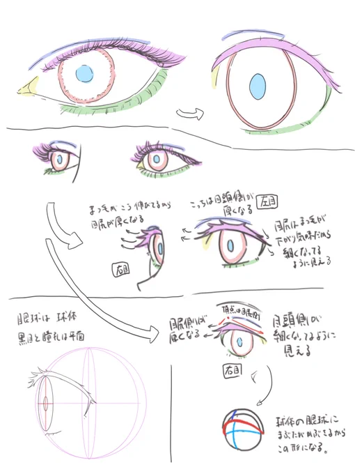 今までなんとなく目の形を取ってたから、ちゃんと知ろうと思ってリアルな目とアニメの目を描いて見比べてみたんだけど、つまりこういうこと…? 