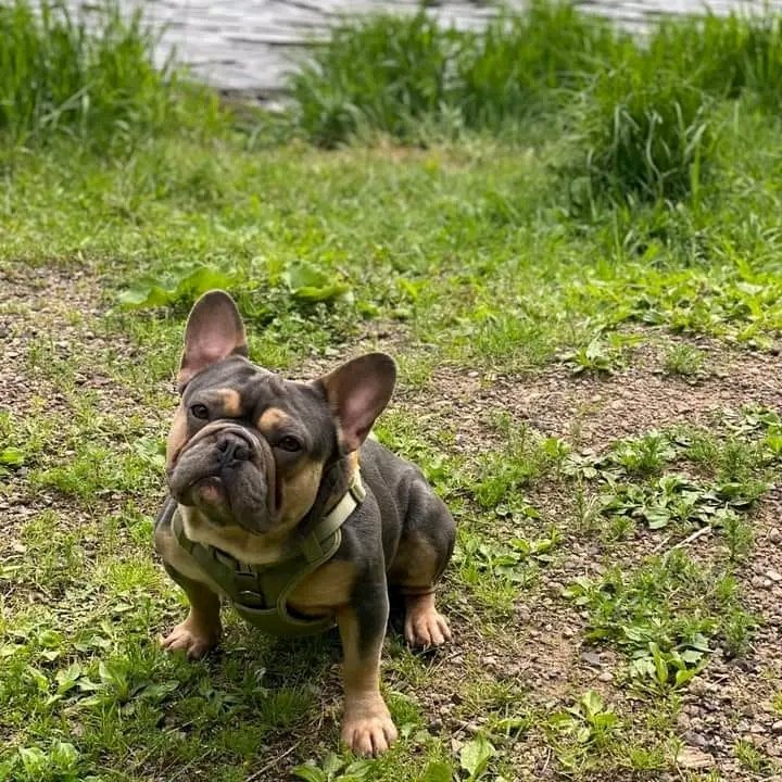 french550's tweet photo. So so cute puppy 🥰
#frenchbulldog #frenchielover https://t.co/IoLMhjQhHR