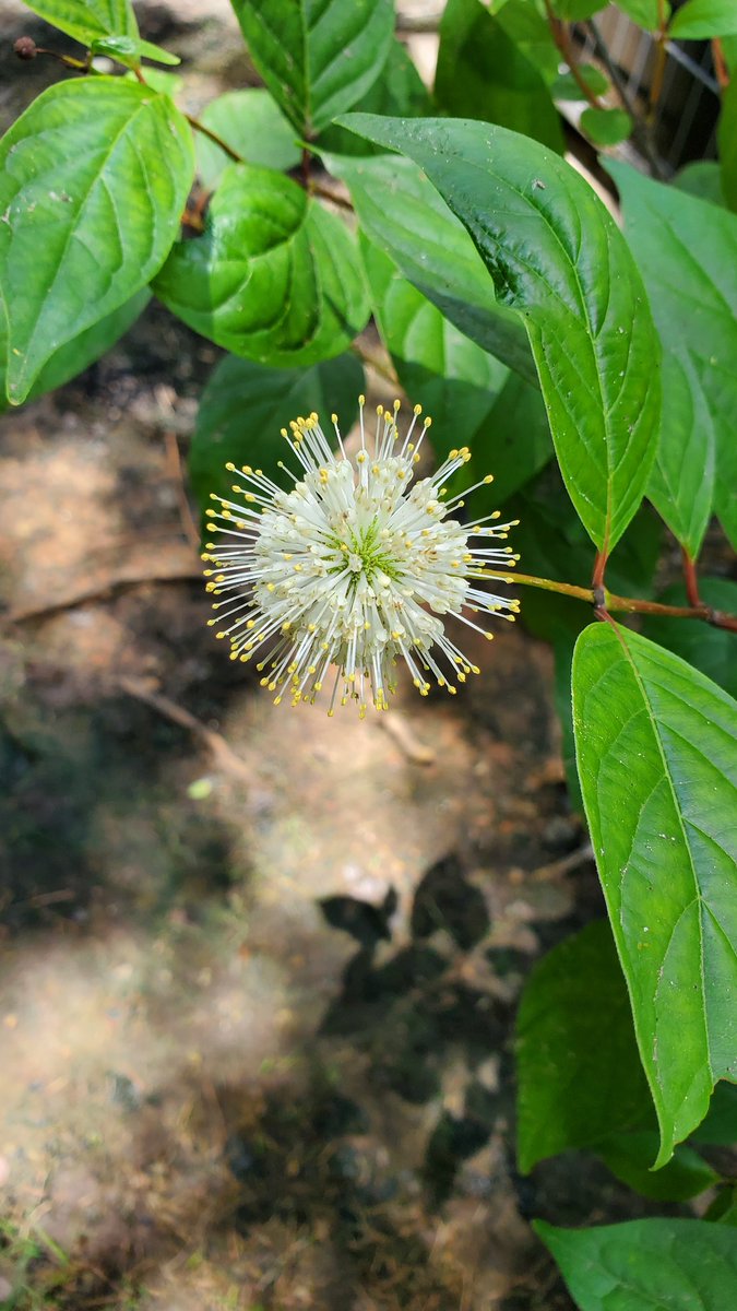 Megan E. Damico, Ph.D. tweet media