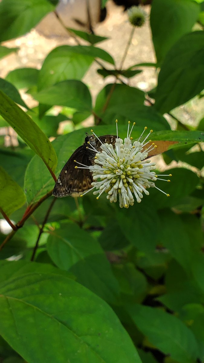 Megan E. Damico, Ph.D. tweet media