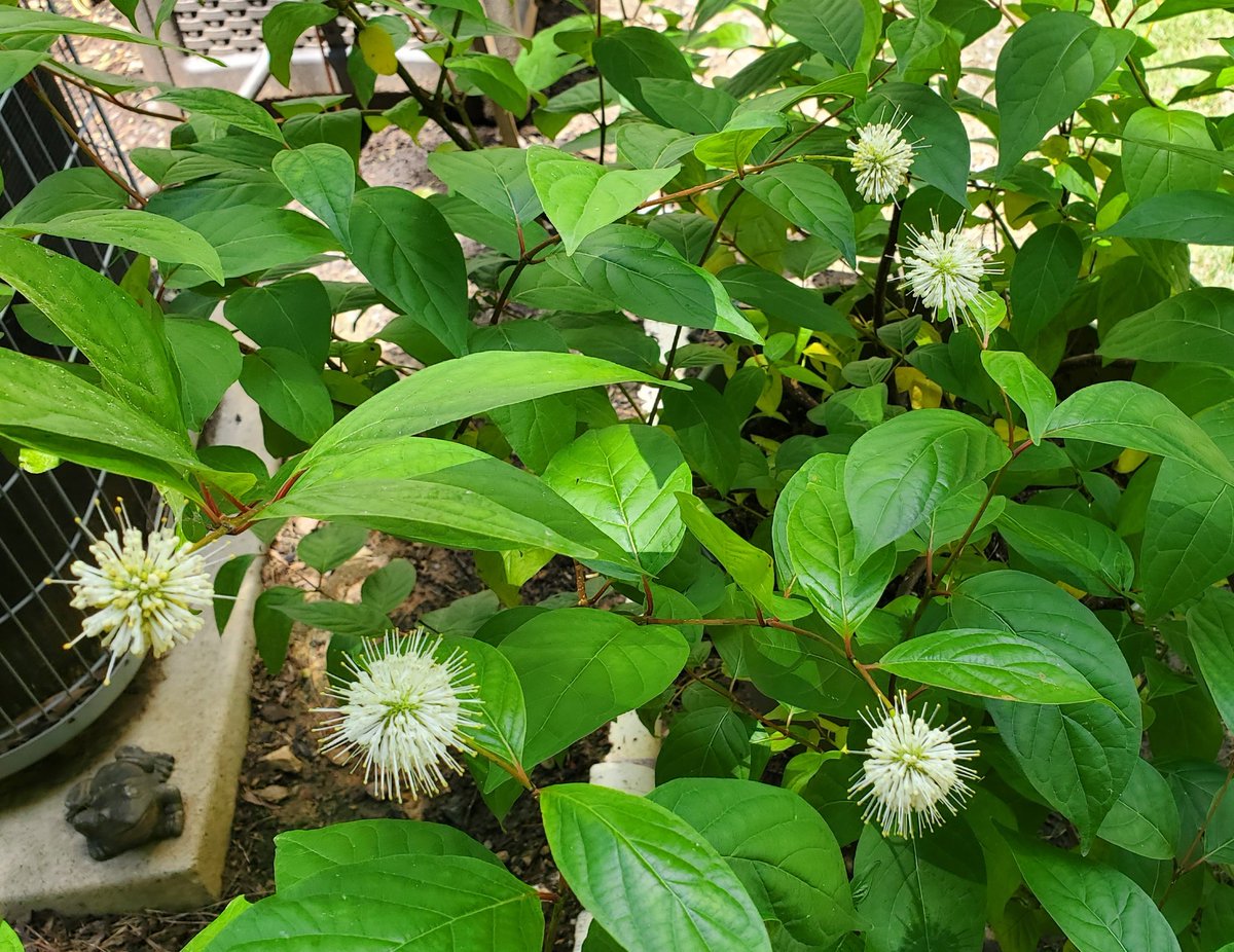 Megan E. Damico, Ph.D. tweet media