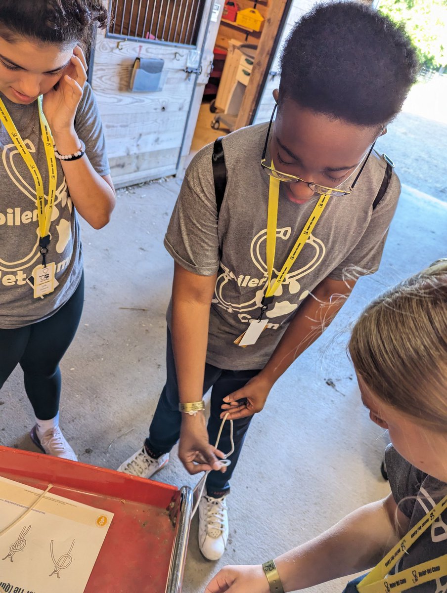 BoilerVetCamp's tweet photo. #teamllama 
What did the cat say when it couldn't untangle a knot? "I'm feline a little tied up here!" https://t.co/z8SrSdTPFx