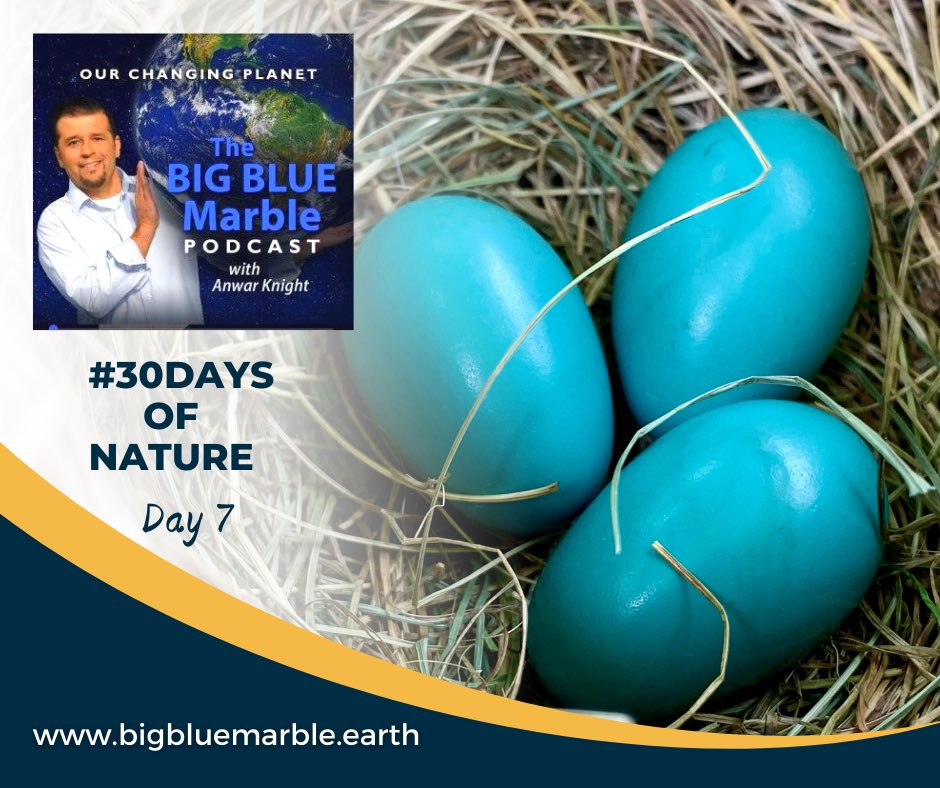 AnwarKnight's tweet photo. Did you know thereโs a connection between human blood & the blue of robinโs eggs? The same molecule, biliverdin, thatโs responsible for the greenish-blue colour in a bruise is also what gives robinโs #eggs their blue hue. Nature, so much to love and learn. #30DaysofNature https://t.co/rt5UKAindq