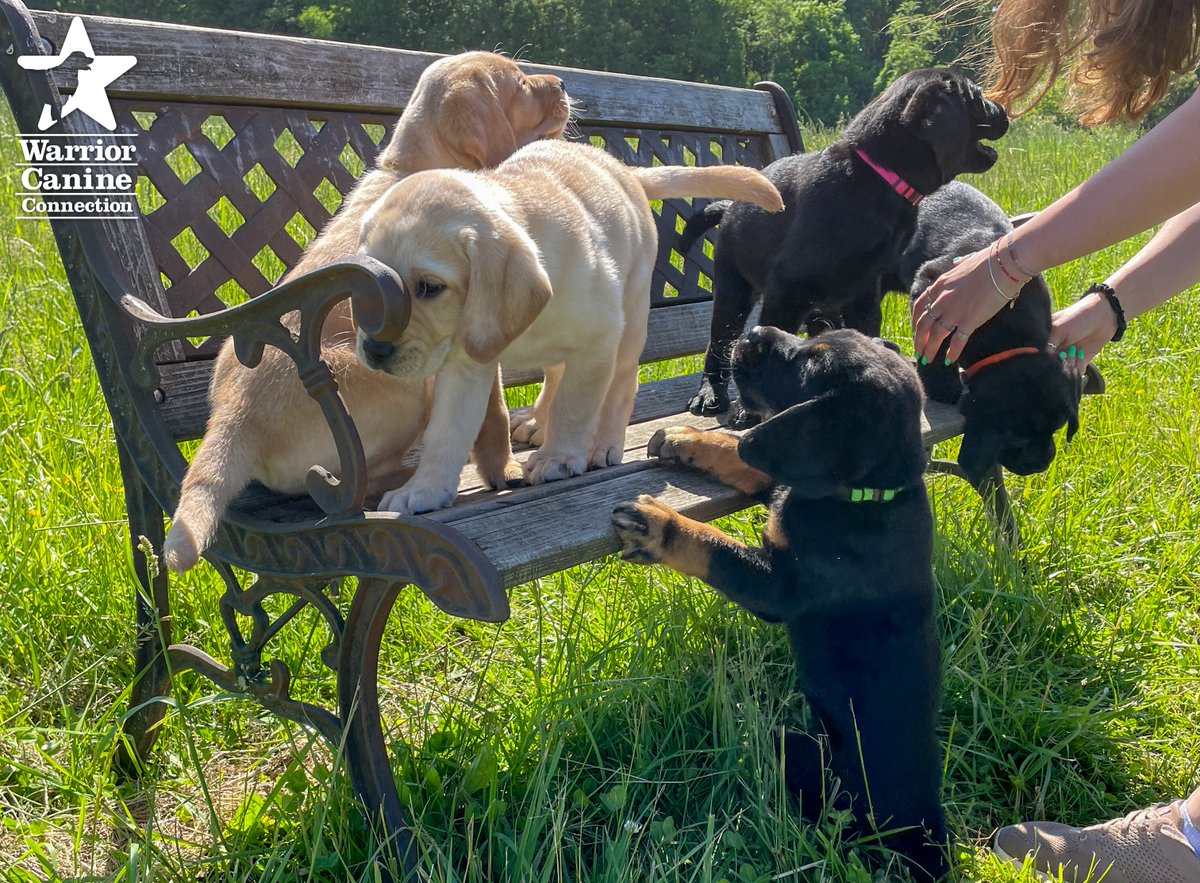 WarriorCanineCn's tweet photo. #BenchShot Alert: The bench photo and outtakes for Essex x Blueprint (SSD) are in! #WCCsTA litter's bench photos will be posted next week! Happy Friday!
#FurTheLoveOfVeterans @Commanders @TeeUpForTroops https://t.co/6QZIFFVIVg