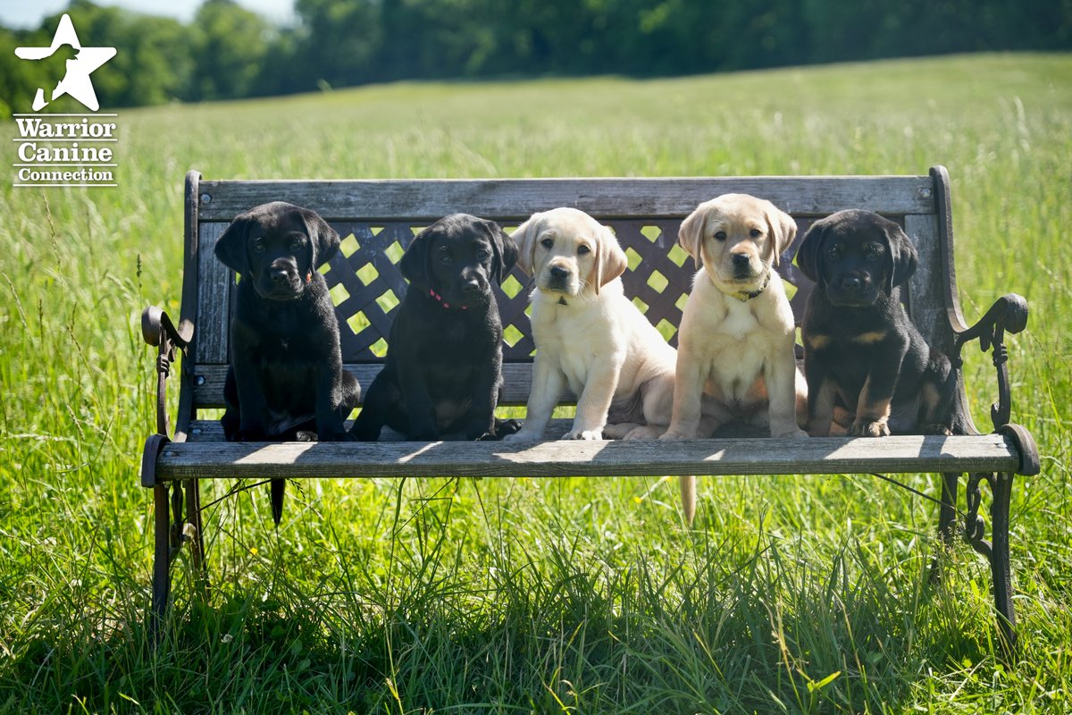 WarriorCanineCn's tweet photo. #BenchShot Alert: The bench photo and outtakes for Essex x Blueprint (SSD) are in! #WCCsTA litter's bench photos will be posted next week! Happy Friday!
#FurTheLoveOfVeterans @Commanders @TeeUpForTroops https://t.co/6QZIFFVIVg