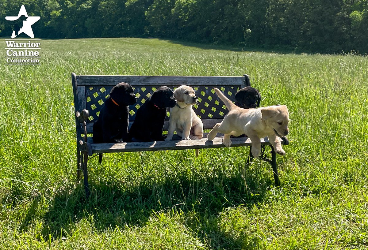 WarriorCanineCn's tweet photo. #BenchShot Alert: The bench photo and outtakes for Essex x Blueprint (SSD) are in! #WCCsTA litter's bench photos will be posted next week! Happy Friday!
#FurTheLoveOfVeterans @Commanders @TeeUpForTroops https://t.co/6QZIFFVIVg