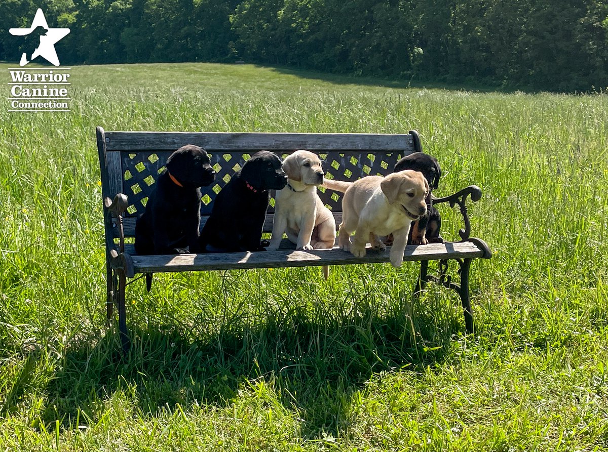WarriorCanineCn's tweet photo. #BenchShot Alert: The bench photo and outtakes for Essex x Blueprint (SSD) are in! #WCCsTA litter's bench photos will be posted next week! Happy Friday!
#FurTheLoveOfVeterans @Commanders @TeeUpForTroops https://t.co/6QZIFFVIVg