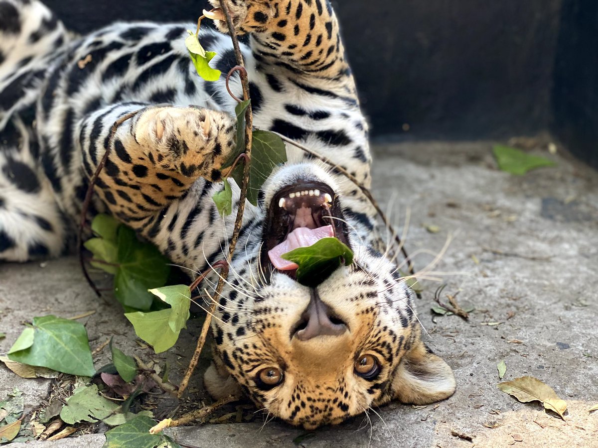 Yael_LaRuiz's tweet photo. Días buenos que no sabrían igual sin los días malos HOY es un gran día HOY LOS ANIMALES YA TIENEN DEFENSA… Gracias a quienes están apoyando la justicia ❤️‍🔥#somossuvoz https://t.co/VfaE19sIhY