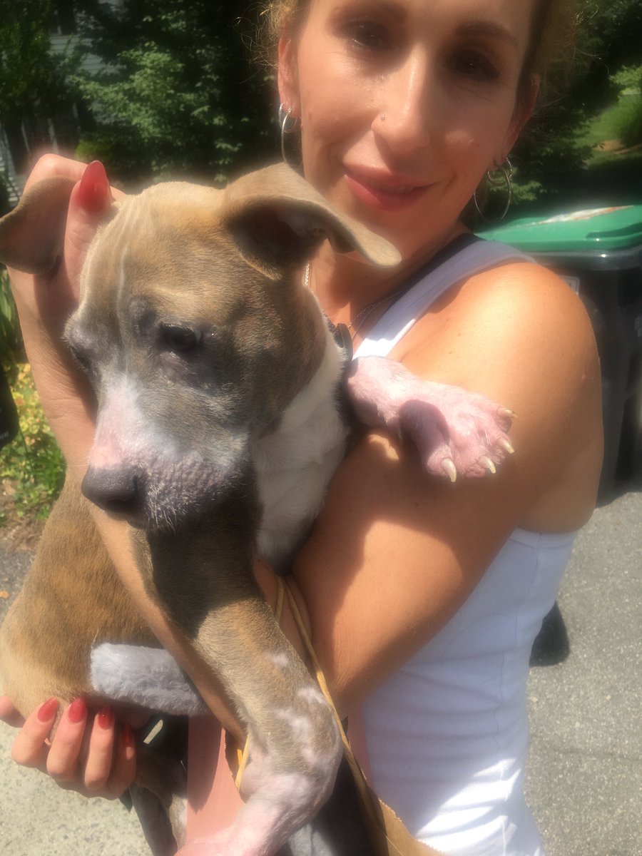 Puppy Noah would like to announce he’s been ‘dopted!!!
He lives in VA and has a hu-sis in college and a hu-bro leaving for college and his new mom chose him to fill her home with puppy love ♥️!!!