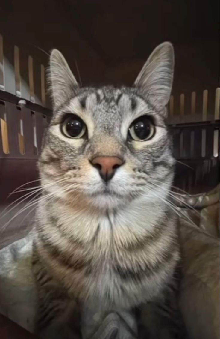 fart123476's tweet photo. tried the cat face theory thing on sotha sil https://t.co/HmDD5q4NjR
