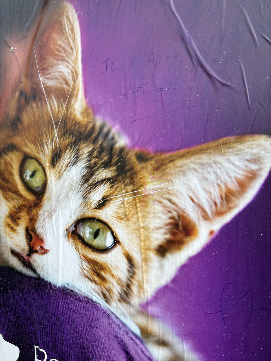 Vu sur un panneau d’affichage dans ma commune, écris au stylo il faut zoomer « je t’aime chaton ». #europeennes2024 <a href="/PartiAnimaliste/">Parti animaliste</a> #partianimaliste #LesAnimauxComptent