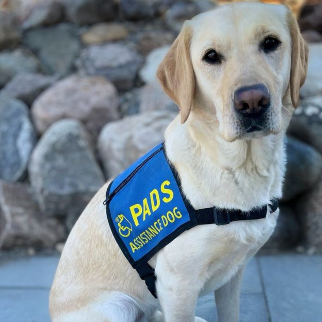 🐾🌟 We're seeking support to ensure Sarabi can continue helping those on their healing journey. Every dollar helps her make a difference in someone's life. 💖

Donate today through Friends of Sarabi! ➡️ow.ly/TFnX50RRB0v 

#facilityDog #AssistanceDog #SupportDog #Sarabi