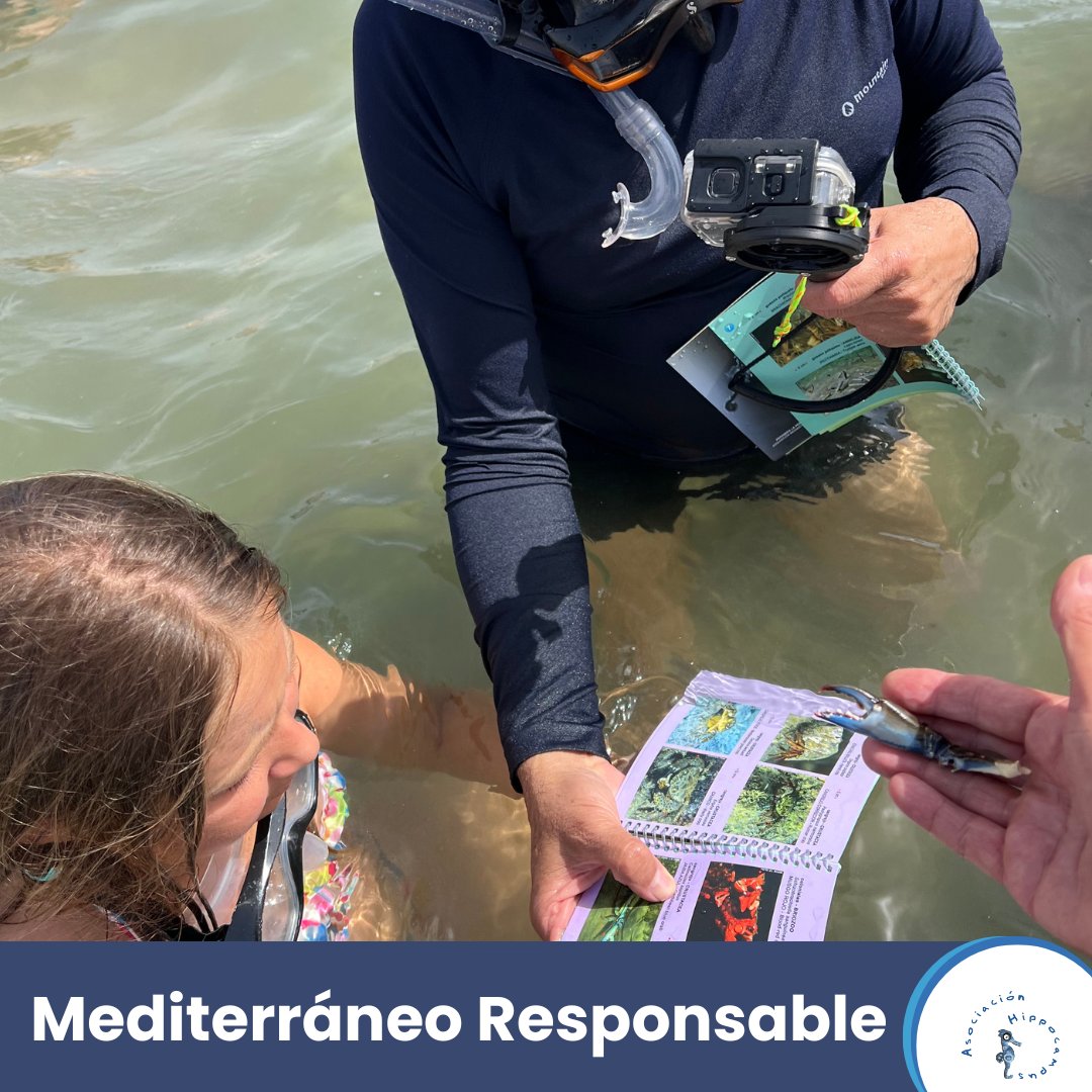 Proyecto Mediterráneo Responsable: 75 niños del Mediterráneo de Pilar de la Horadada se sumergieron en San Javier para conocer el mundo submarino.
Es fundamental enseñar a los niños a cuidar los océanos 🌎

#asociacionhippocampus #proyectoplumbum #marmenor #itinerariosubmarino