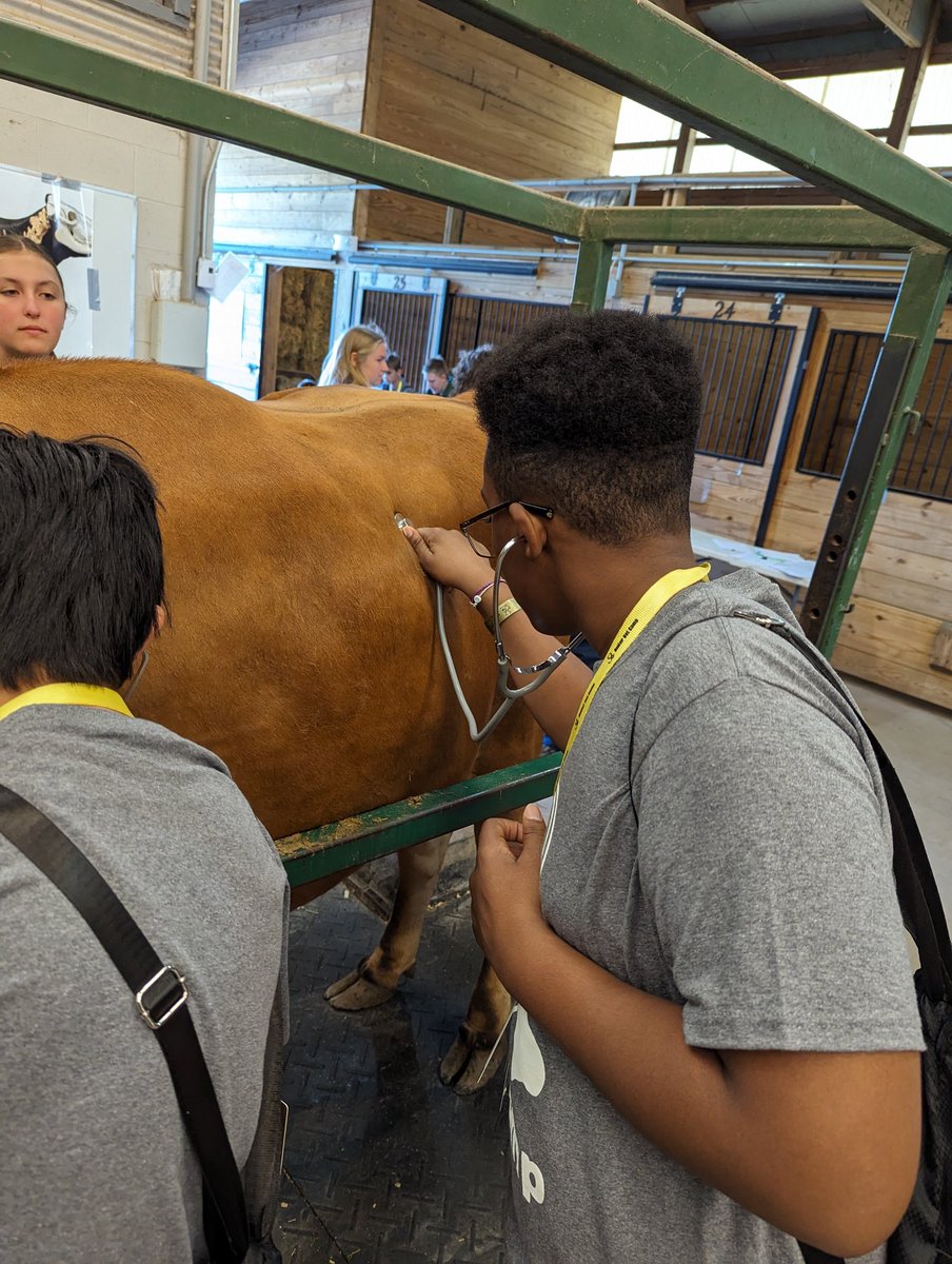 BoilerVetCamp's tweet photo. #teamllama stethoscope practice https://t.co/heEQBM1JRG