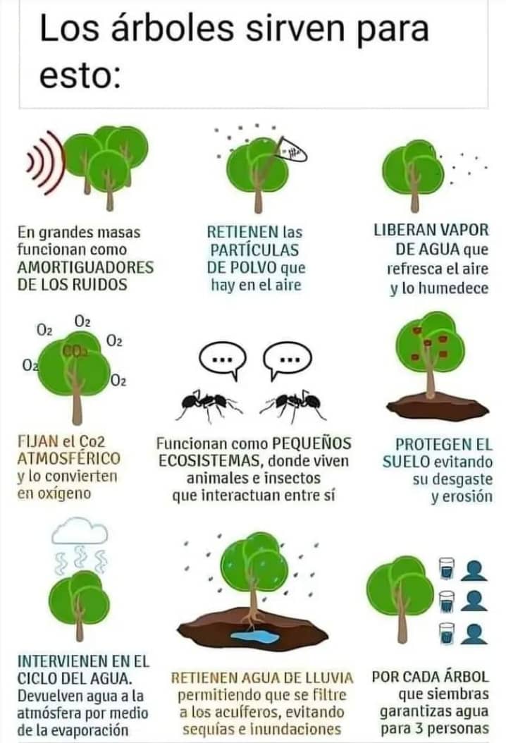 Topotepuy's tweet photo. Que los árboles no sirven para nada...  sólo lo puede decir quien los tala! https://t.co/b4pkye72XL