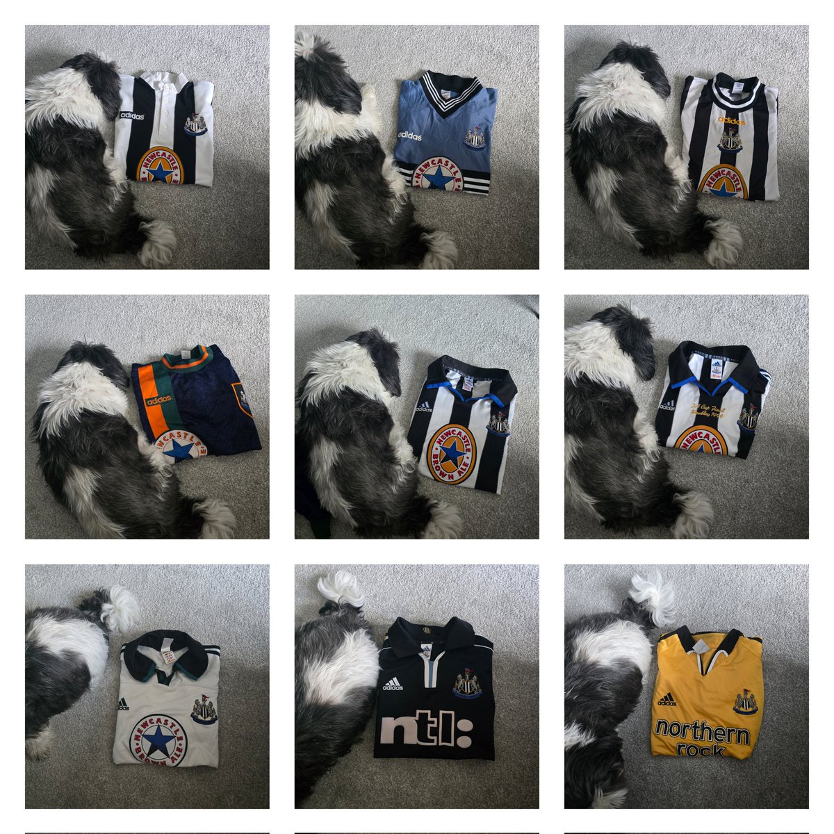 Retro_NUFC's tweet photo. The perfect day to have a drop off like this #ADIDAY #NUFC
Obviously the dog had to get involved. https://t.co/CVQDZ0ZBj8