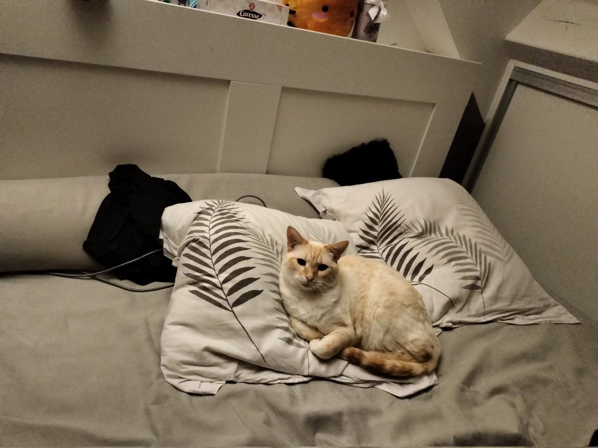 oOTendernessOo's tweet photo. Qu'est-ce qu'on fait ce soir pendant le #Vendrecringe ?
On regarde comment les chats ont conquis le monde pardi!

Venez nous rejoindre! (Lien en réponse) https://t.co/sVPIvkRim3