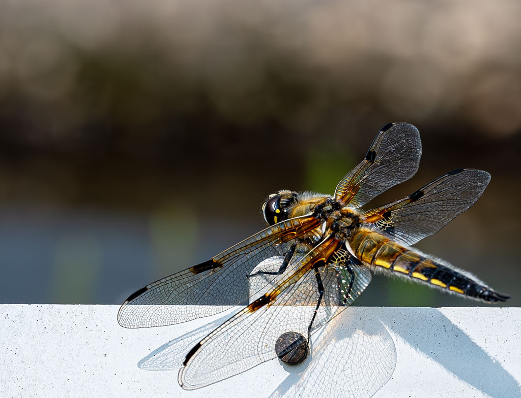 kuriosetage's tweet photo. Schon gewusst? 🥰 Seit 2018 steht der zweite Samstag im Juni ganz im Zeichen des US-amerikanischen (National) Dragonfly Day (dt. Tag der Libelle). #DragonflyDay #TagderLibelle #Aktionstag #Libellen #8Juni
https://t.co/69mTJpcSiH https://t.co/VSvKXB9Ih1
