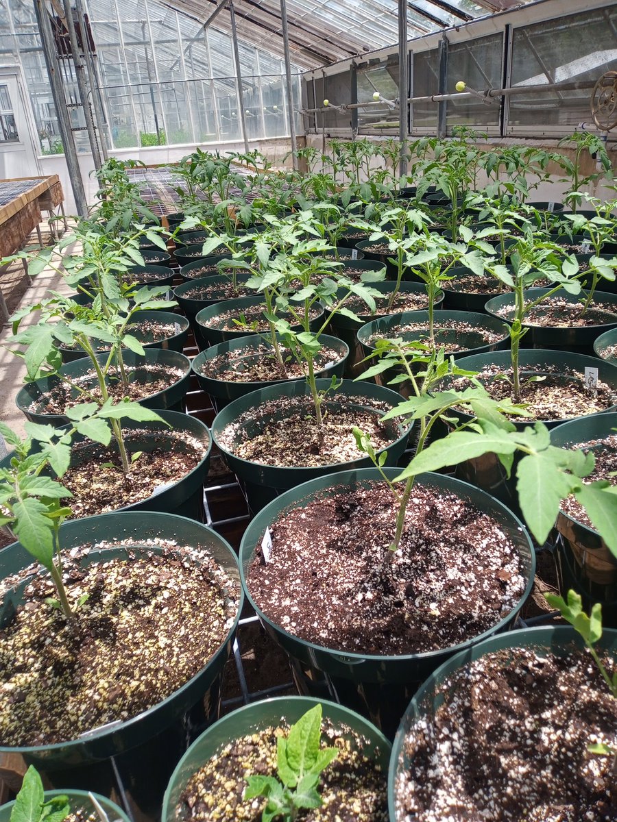 KarinAlbornoz3's tweet image. Waiting for them to 🍅🍅🍅🧑‍🔬