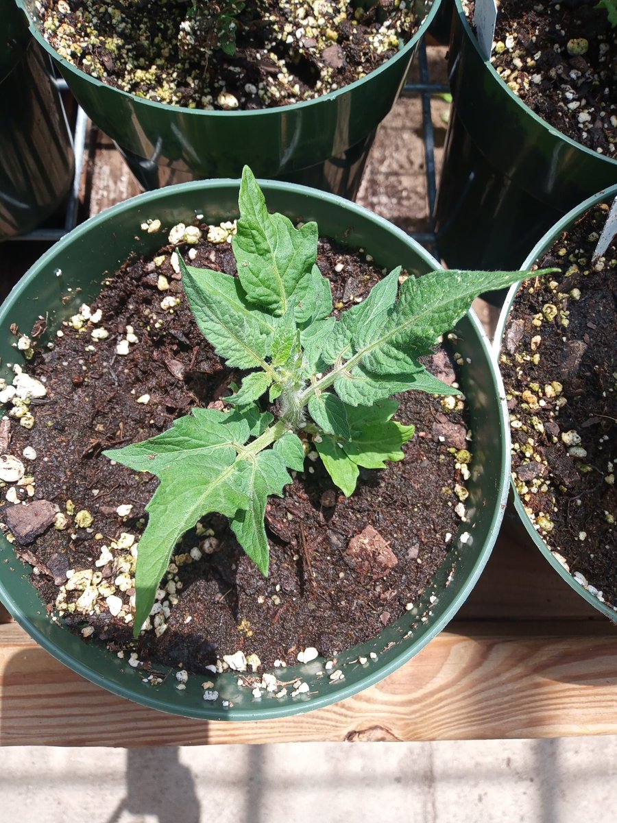 KarinAlbornoz3's tweet image. Waiting for them to 🍅🍅🍅🧑‍🔬