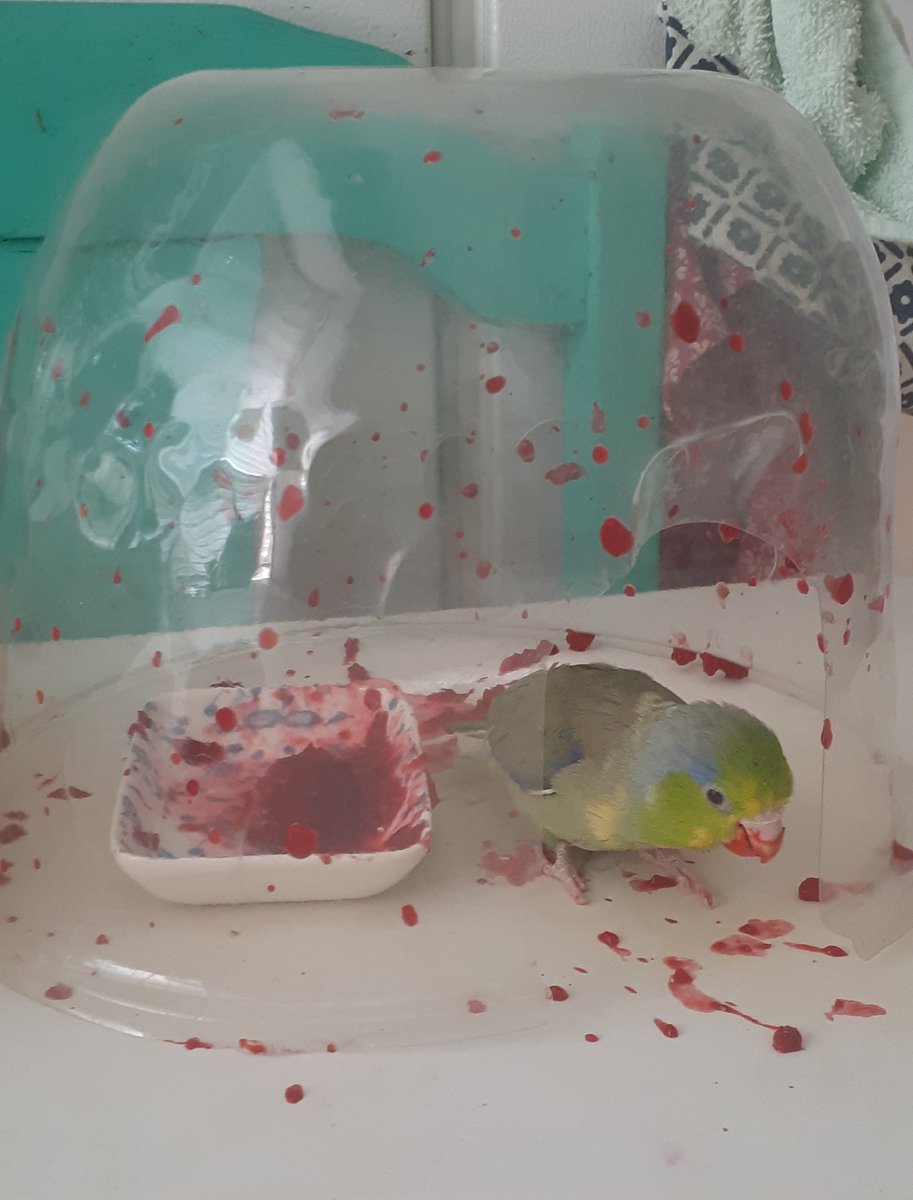 FollowTheBirbs's tweet image. I was a little worried about Bruce as he didn't eat his berries yesterday.  Bruce in his berry eating dome this morning making up for lost time.