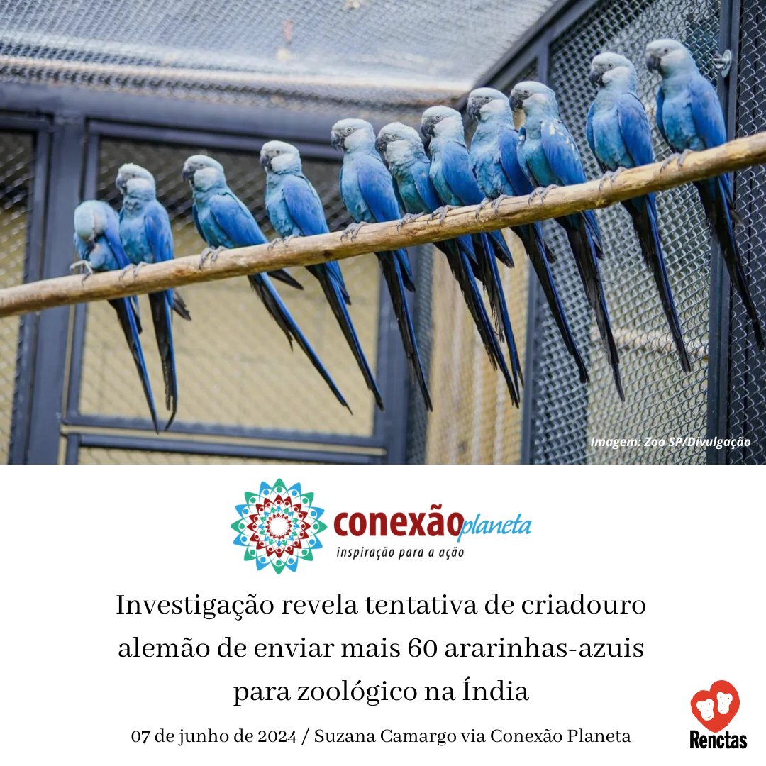 Acesse a matéria completa de Suzana Camargo em: conexaoplaneta.com.br/blog/investiga…

#renctas #tráficodeanimais #cites #ararinhaazul #spix #icmbio #ibama #fiscalizaçãoambiental #faunasilvestre #bastadecaça #ACTP