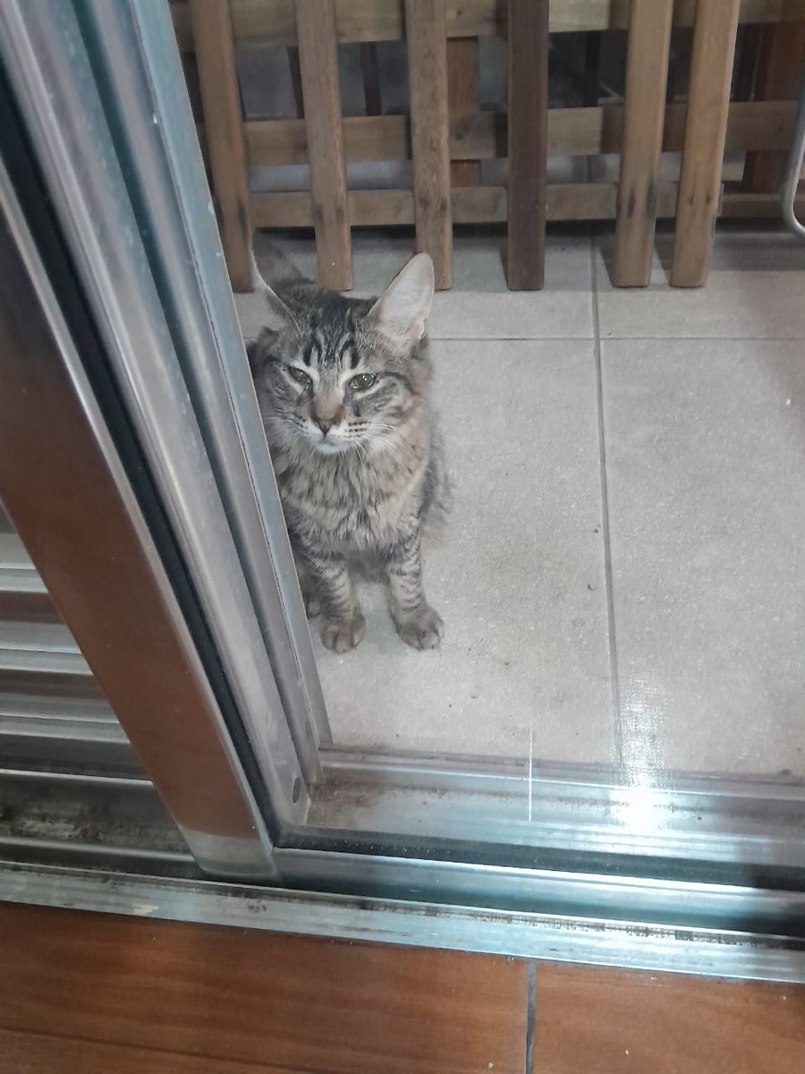 NathyLadyNoir's tweet photo. @lorenaaorsi Por falar em gatos, esses dois filhotes apareceram na porta d casa, mas eu n posso ficar com eles, ent se alguém estiver interessado e morar em São Paulo perto dos bairros João XXIII e Paulo VI pfv entrem em contato https://t.co/EMpR1RCugK