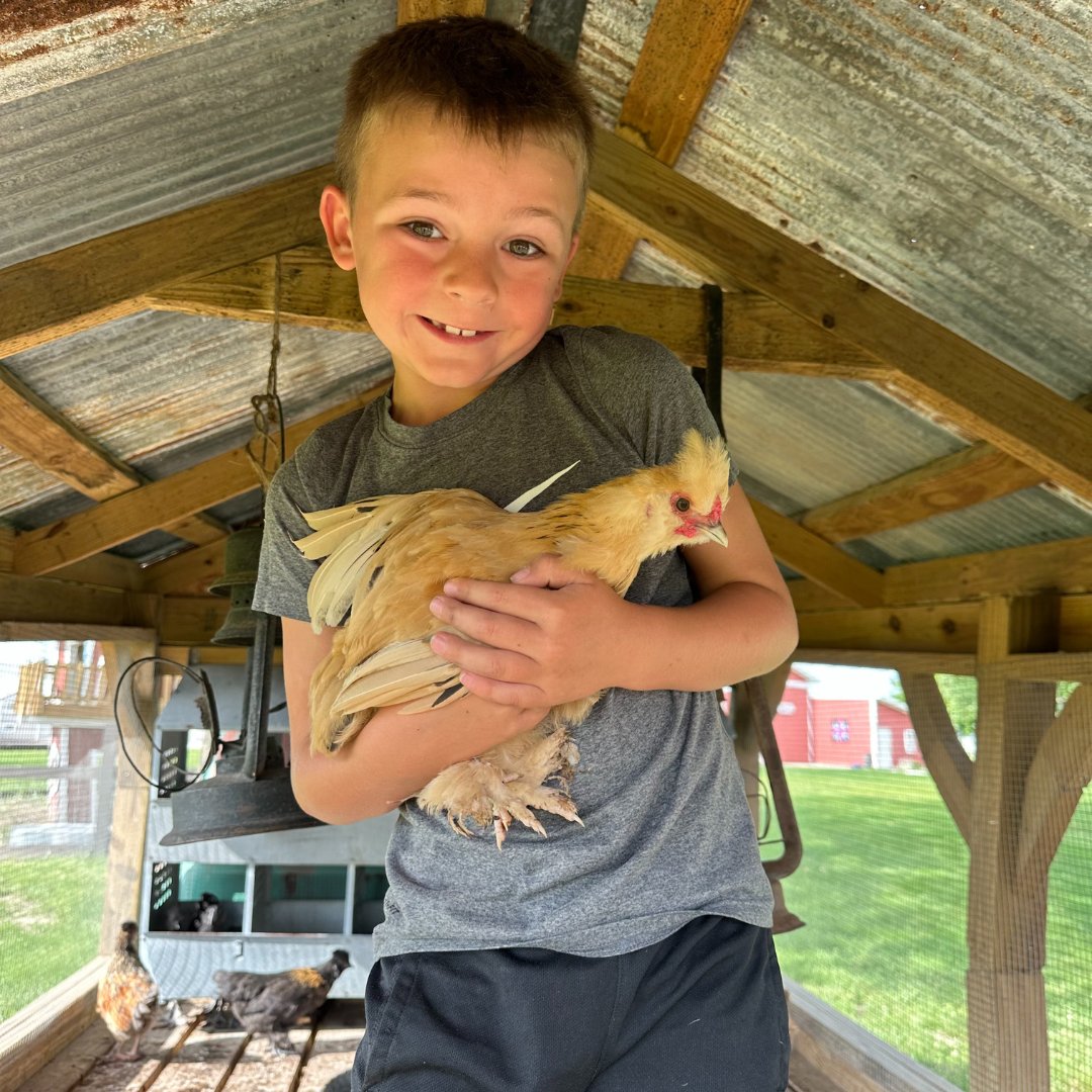 🐔 Our Jr Farm Crew, G, spent some time in the chicken coup!  He helped raise our chickens from hatching to finding their home at the patch.  🐣 🐓 

#chickencoop #chickens #pumpkinpatch #carolynspumpkinpatch #farmlife #farmcrew