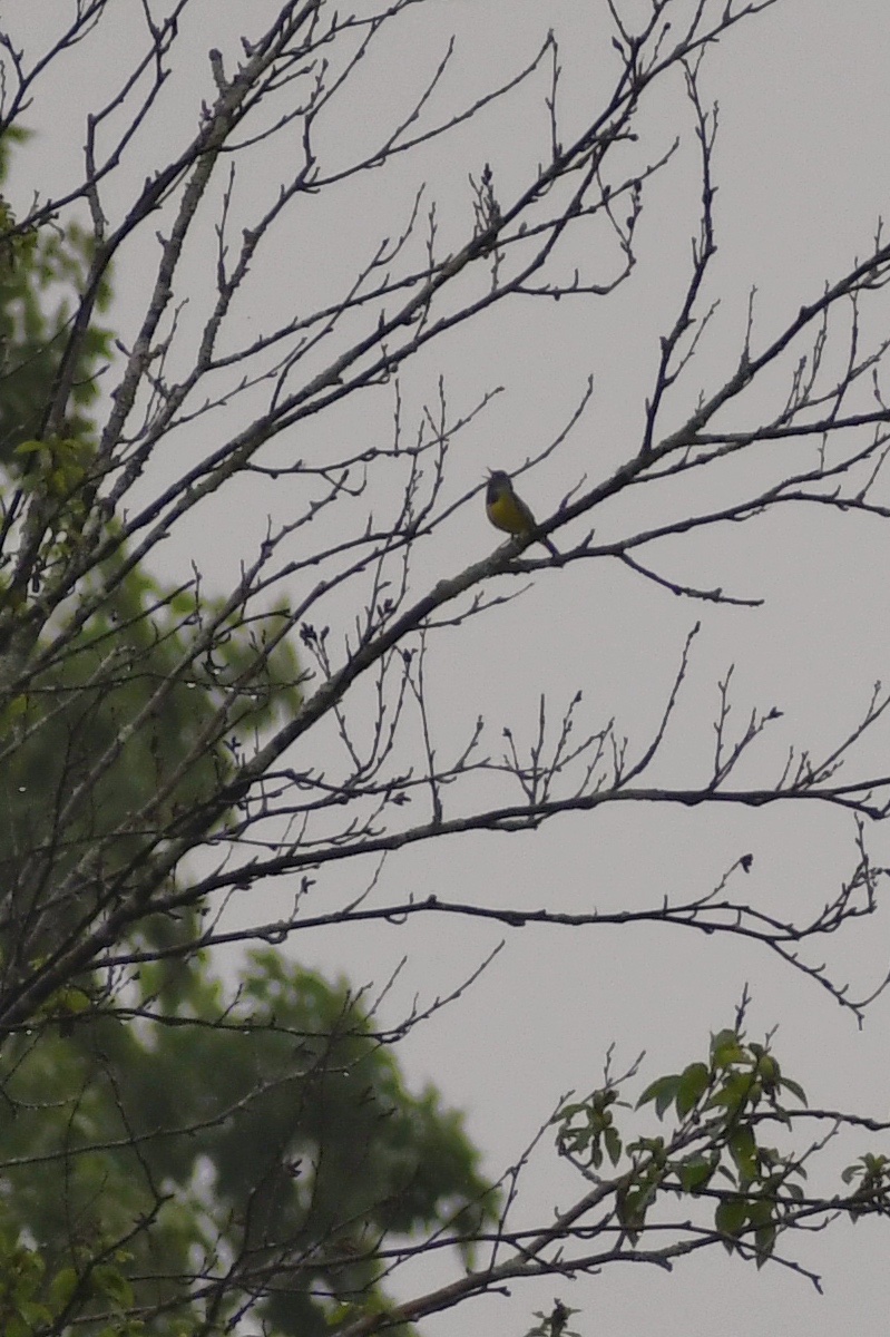 LeoTraub's tweet photo. ⛰️ Adirondack birds:

Alder Flycatcher, Blackburnian Warbler, Mourning Warbler, Cedar Waxwing https://t.co/qr5S9tBG2Y