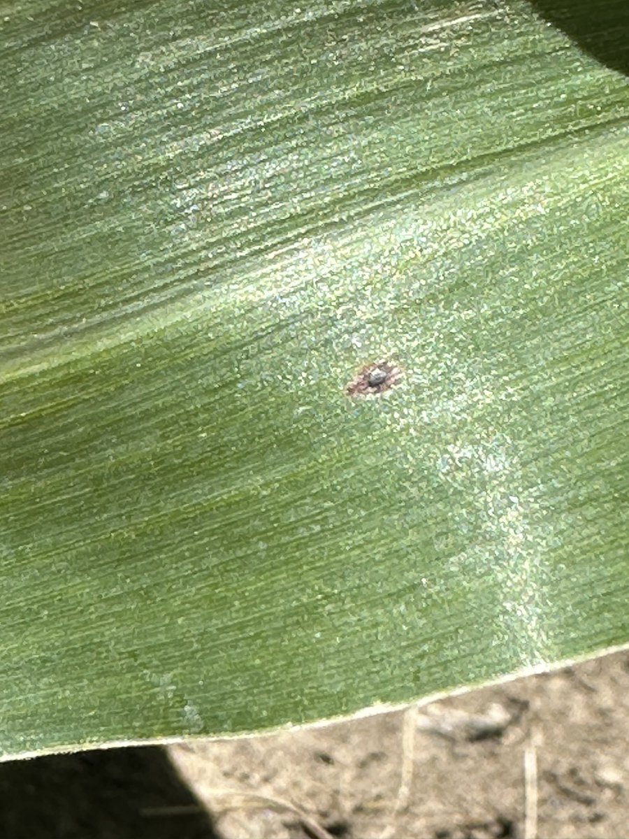 Matthew Vandehaar tweet media